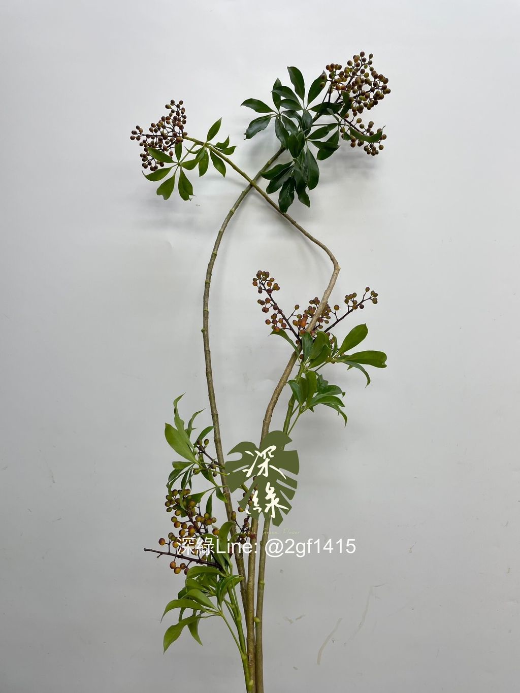 LINE_ALBUM_葉材_240406_5