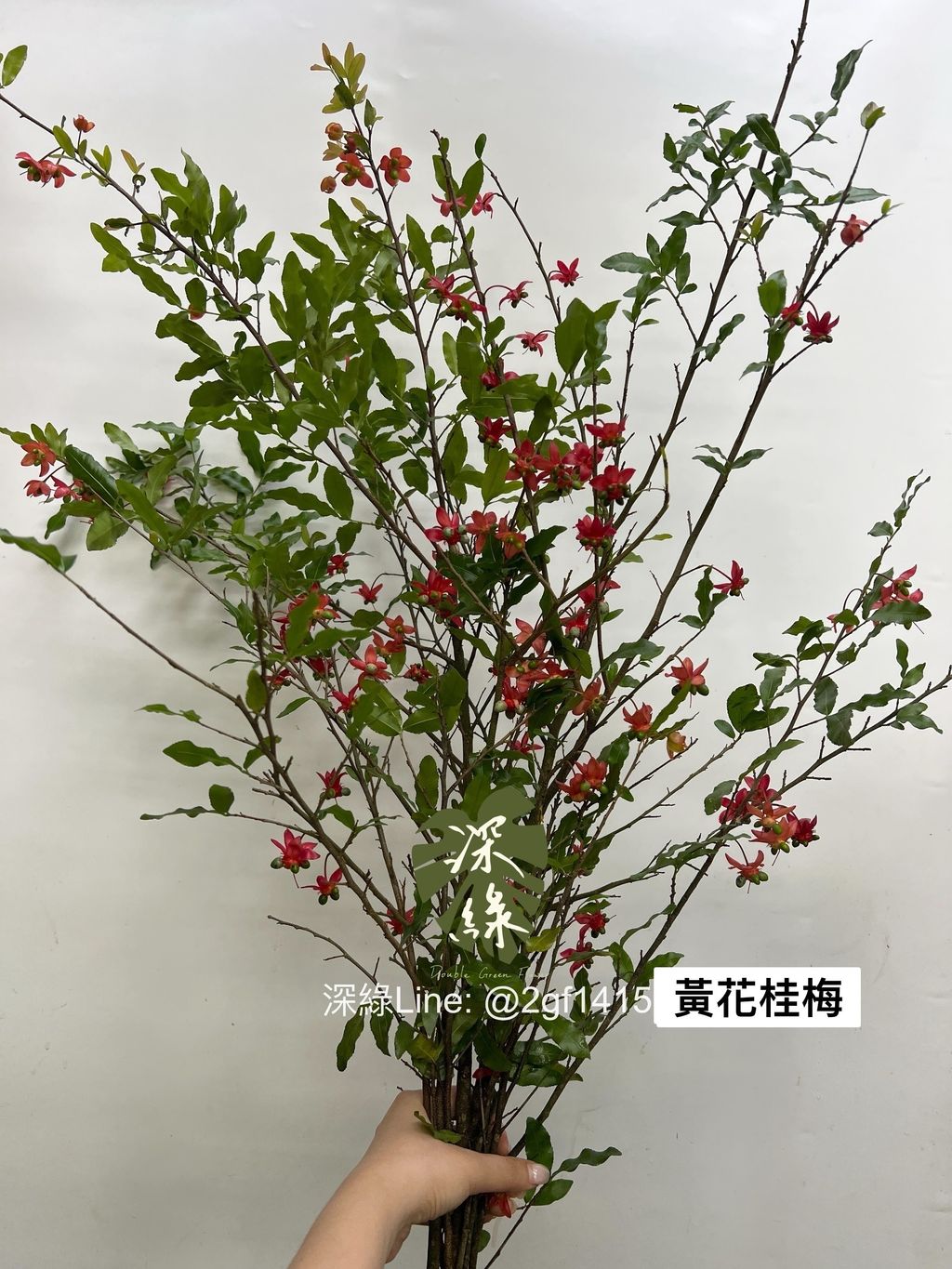 S__35897355