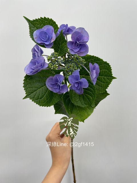 S__5398609
