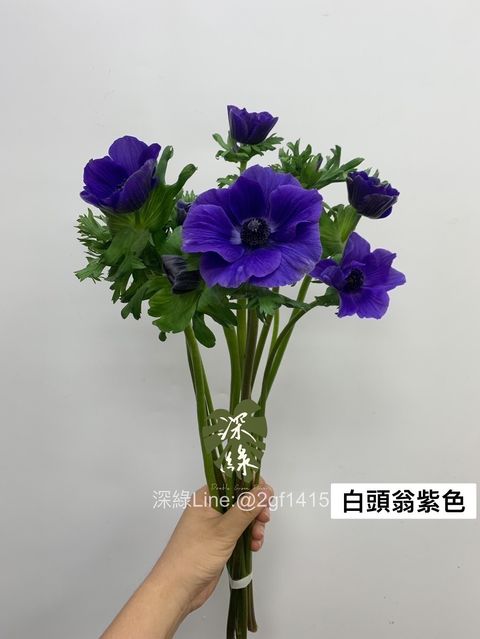 FCC1E16E-F74B-4DDA-9436-A4CC4A19660F