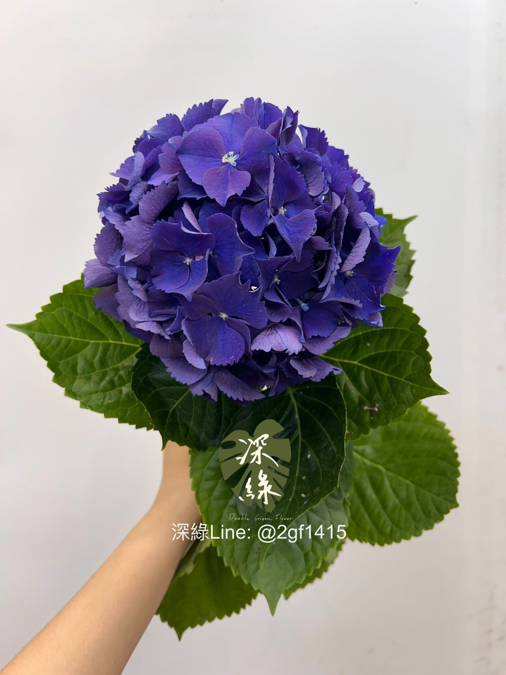 S__5709919