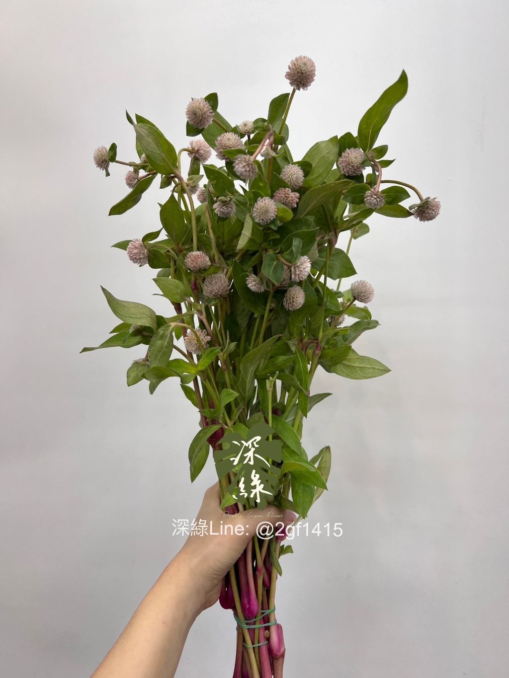 IMG_2920-1718021925515