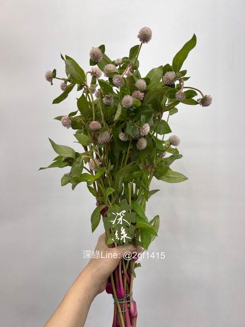 IMG_2920-1718021925515