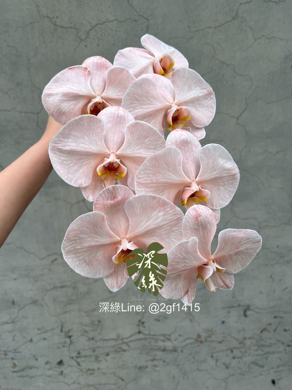 eZy Watermark_12-06-2024_01-59-29-4040下午-1718172092219