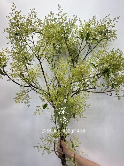 eZy Watermark_18-06-2024_12-04-54-2260下午-1718684861522