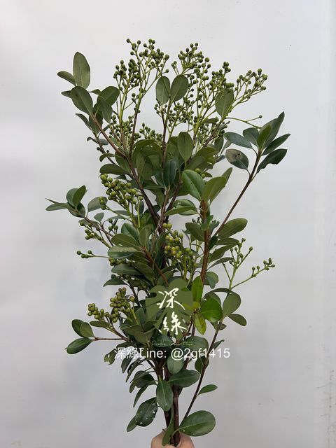 eZy Watermark_18-06-2024_12-04-54-5370下午-1718685253930