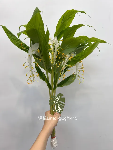 eZy Watermark_18-06-2024_12-04-55-6440下午-1718686112115