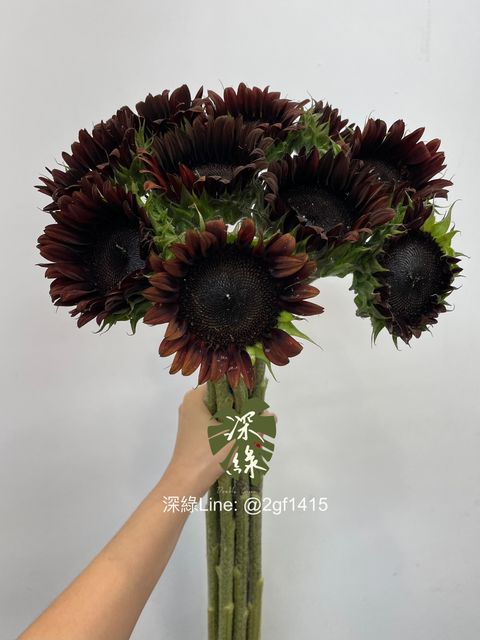 eZy Watermark_26-06-2024_09-35-18-3790上午-1719365738719