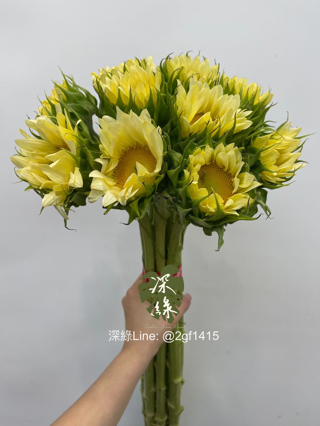 eZy Watermark_08-07-2024_01-18-27-5660下午-1720416089538