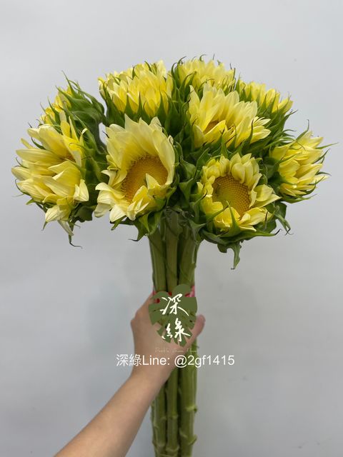 eZy Watermark_08-07-2024_01-18-27-5660下午-1720416089538