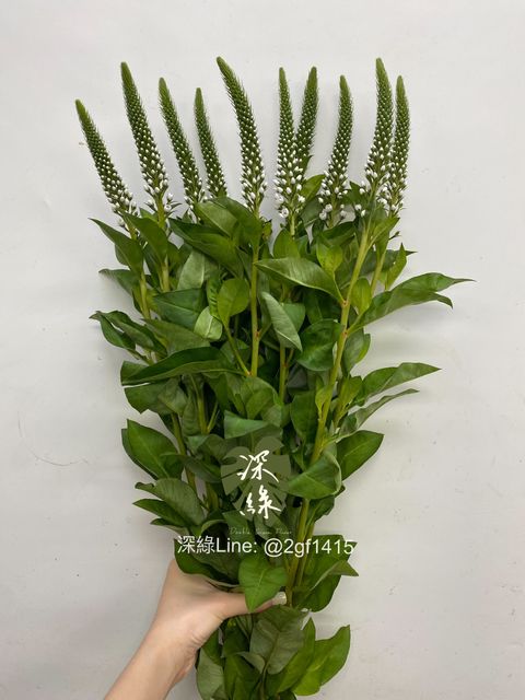 eZy Watermark_15-07-2024_07-25-08-0770下午-1721043904621