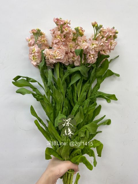 eZy Watermark_15-07-2024_07-25-12-7340下午-1721044120537