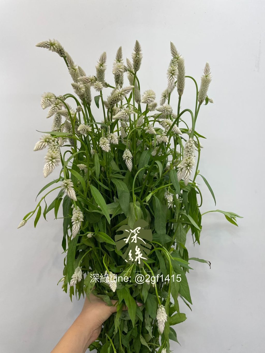 IMG_0099-1721112169109