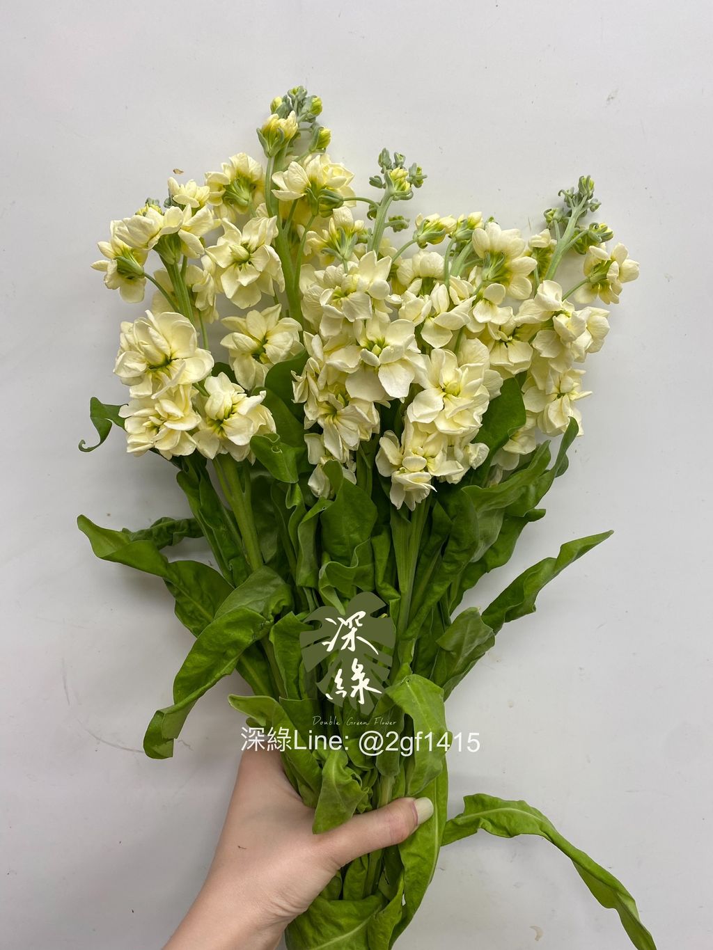 eZy Watermark_22-07-2024_02-02-39-6330下午-1721628534743