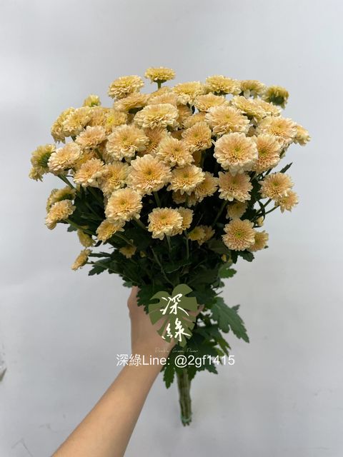 eZy Watermark_29-07-2024_01-47-49-8240下午-1722232457595