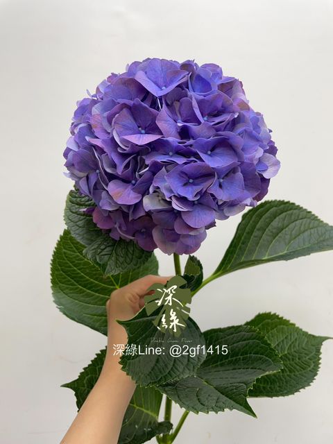 eZy Watermark_29-07-2024_01-47-47-0340下午-1722234131226