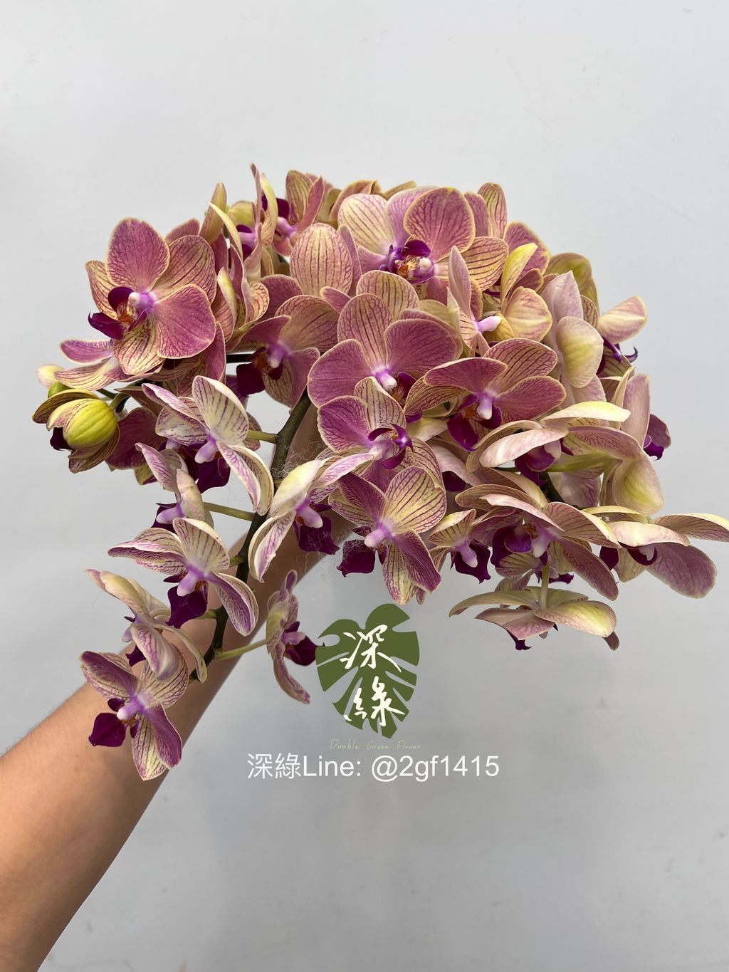 eZy Watermark_30-07-2024_10-05-15-4890上午-1722306566923