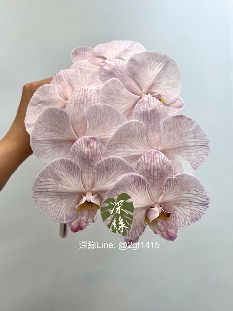 eZy Watermark_03-08-2024_07-13-41-0520上午-1722640452585