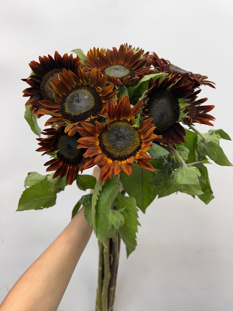 IMG_4957-1723513446357