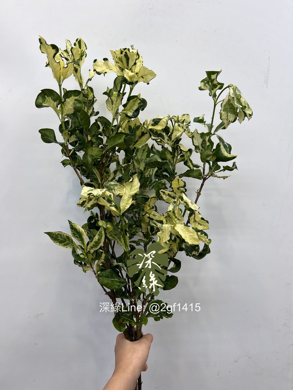 eZy Watermark_15-08-2024_11-52-07-6130上午-1723695313163