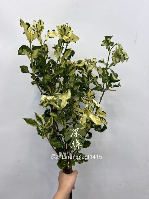 eZy Watermark_15-08-2024_11-52-07-6130上午-1723695313163