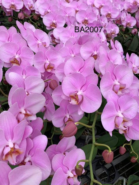IMG_5425-1724124381672