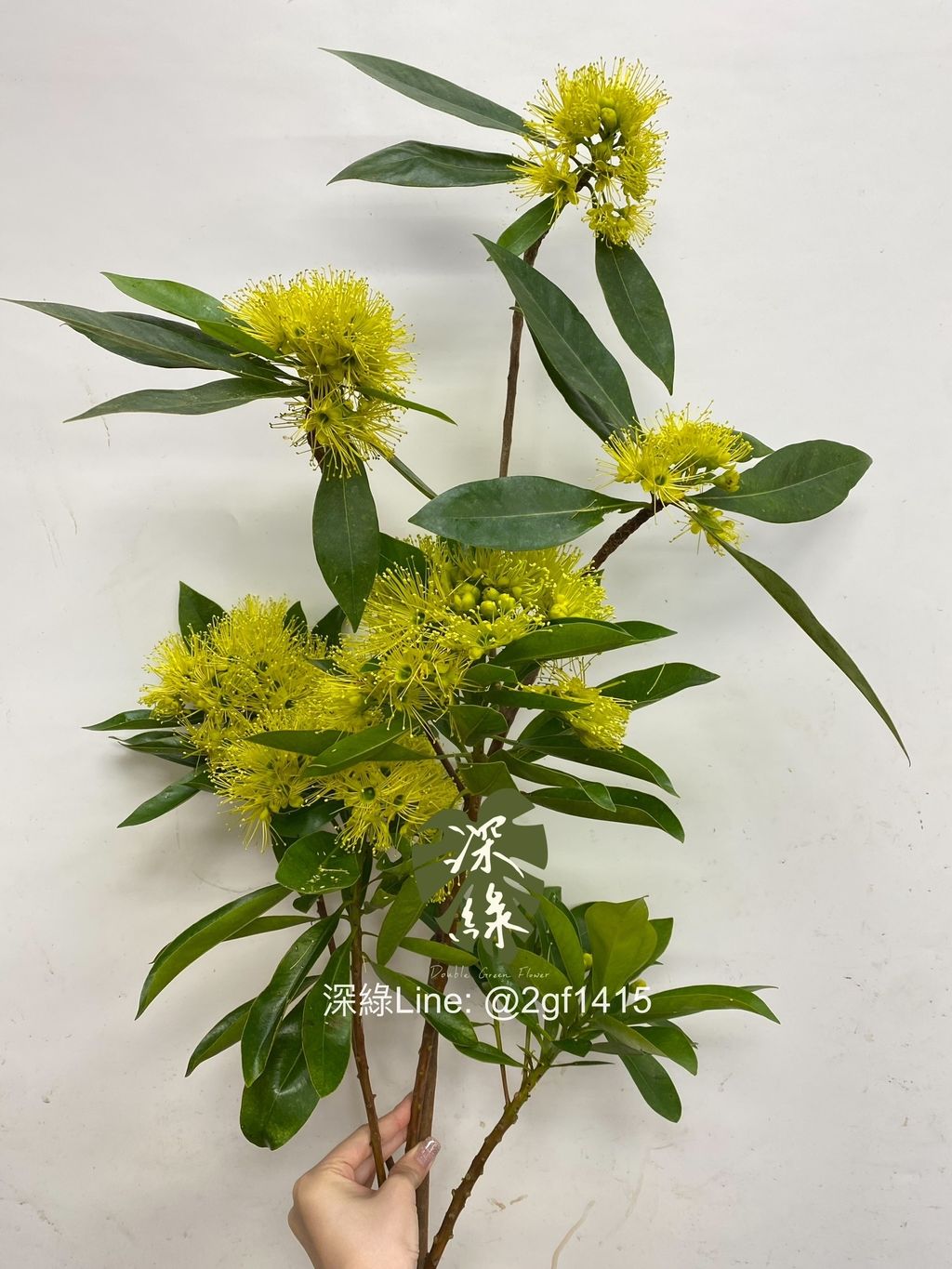 IMG_1652-1724645931813