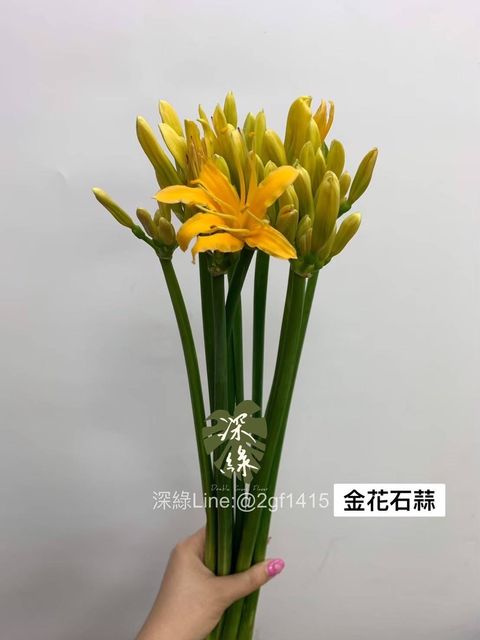 花卉雙幅 Super Light Line Flower Mini (PUスーパーライト ／ ライン