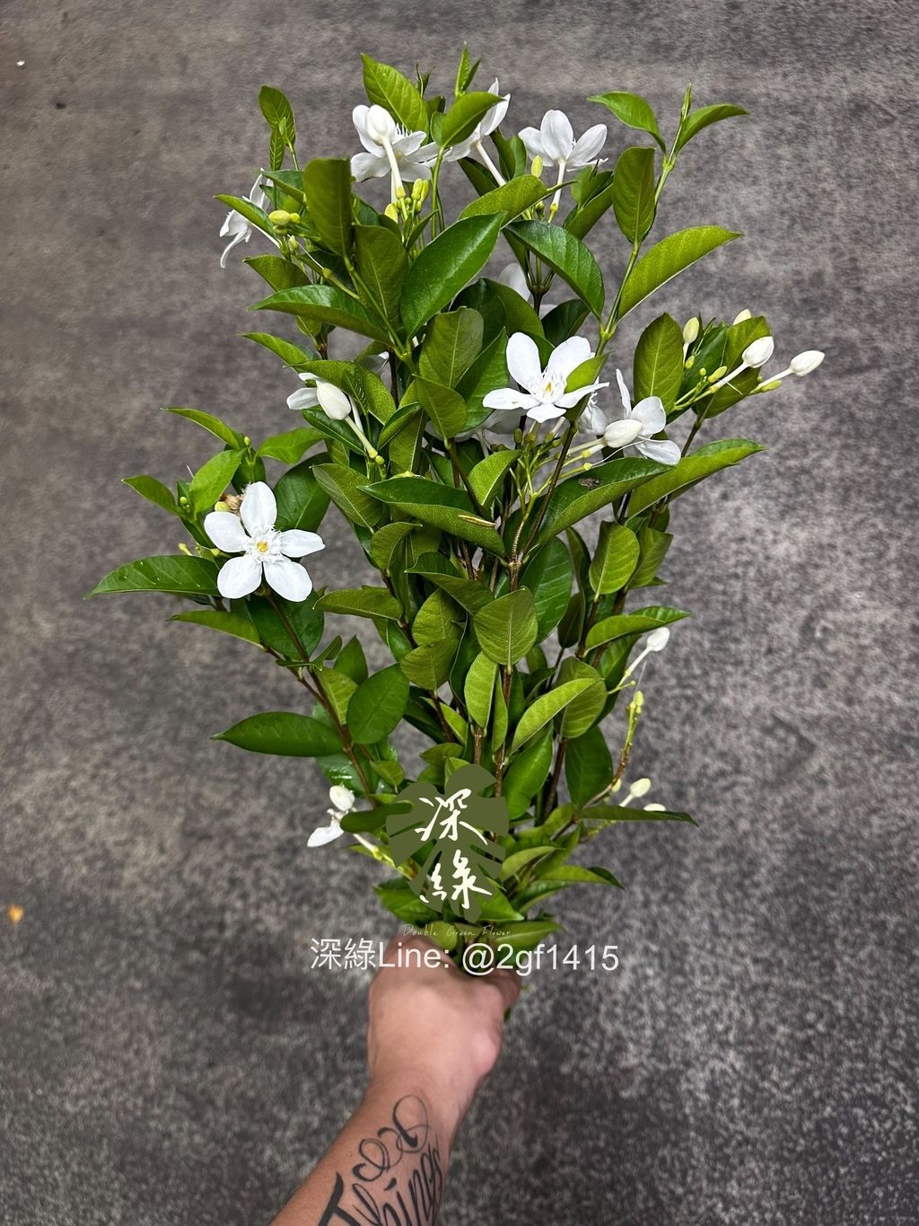 S__29040706