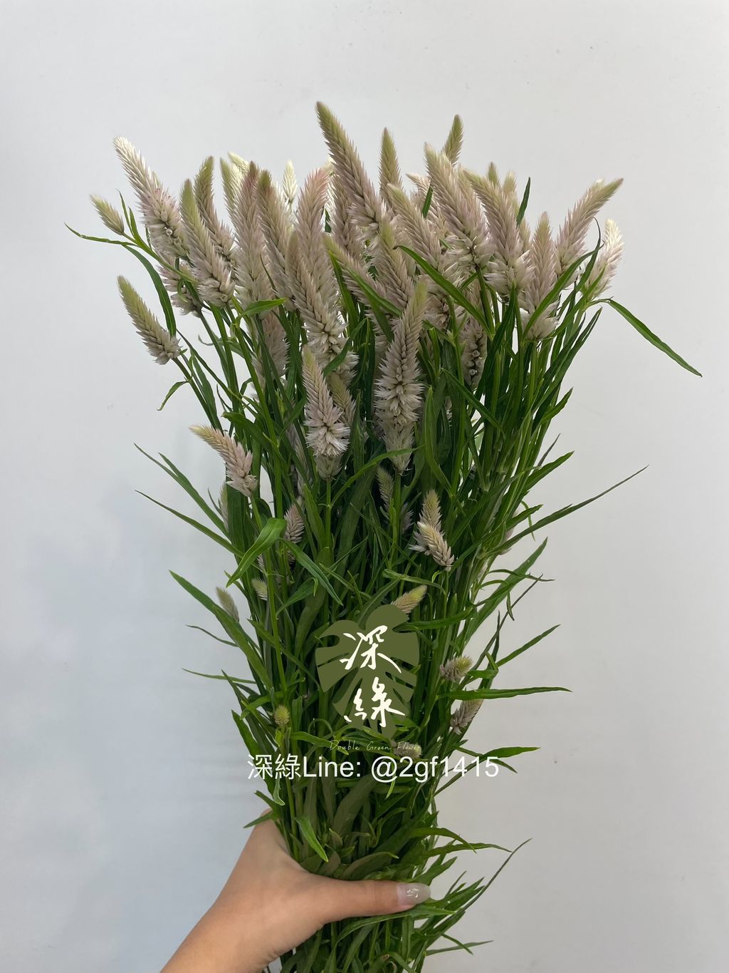 eZy Watermark_11-09-2024_12-16-11-0150下午-1726028219059