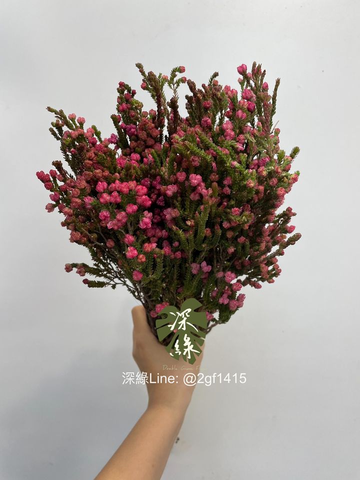 eZy Watermark_12-09-2024_12-38-44-7950下午-1726116032624