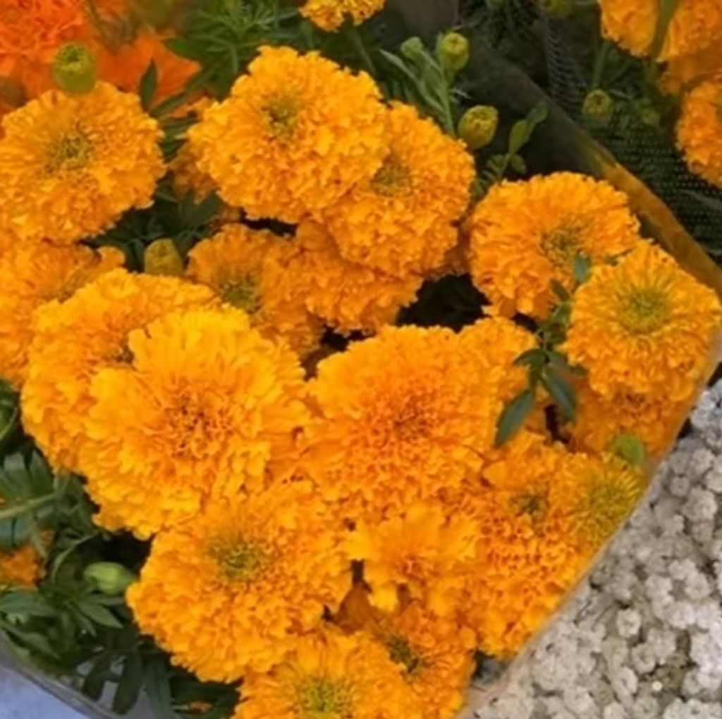 S__26976428