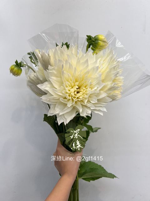 IMG_4875-1726531570320