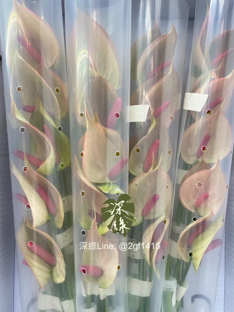 eZy Watermark_21-09-2024_07-47-32-6070上午-1726876157615