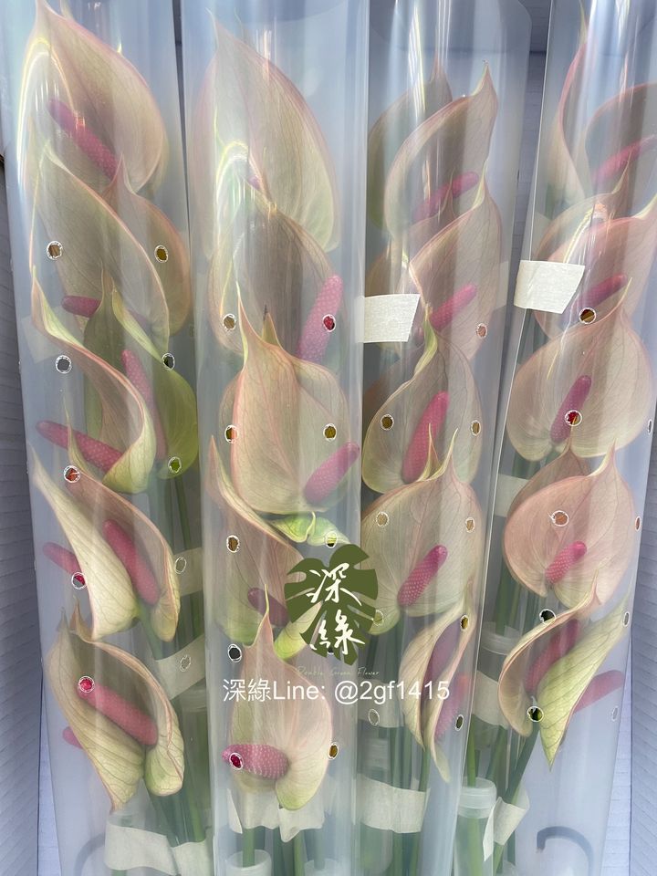 eZy Watermark_21-09-2024_07-47-32-6070上午-1726876157615