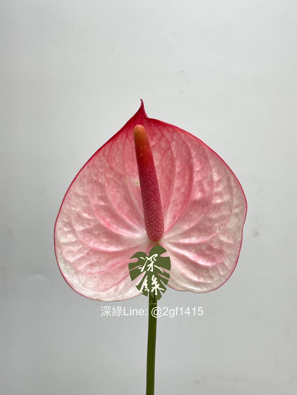 eZy Watermark_21-09-2024_07-47-08-2990上午-1726876540487