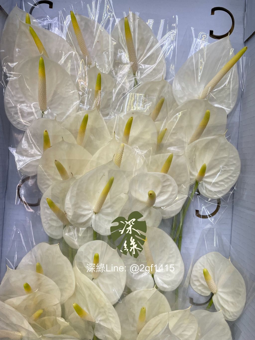 eZy Watermark_24-09-2024_12-06-18-8320下午-1727150850570