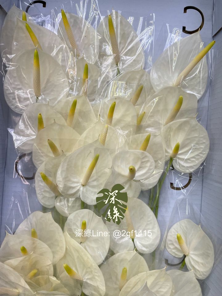 eZy Watermark_24-09-2024_12-06-18-8320下午-1727150850570