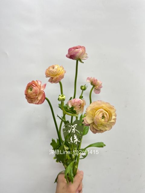 IMG_9984-1727483673680