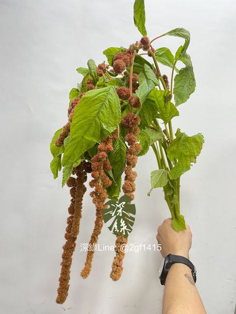 eZy Watermark_30-09-2024_12-09-05-4490下午-1727669431311