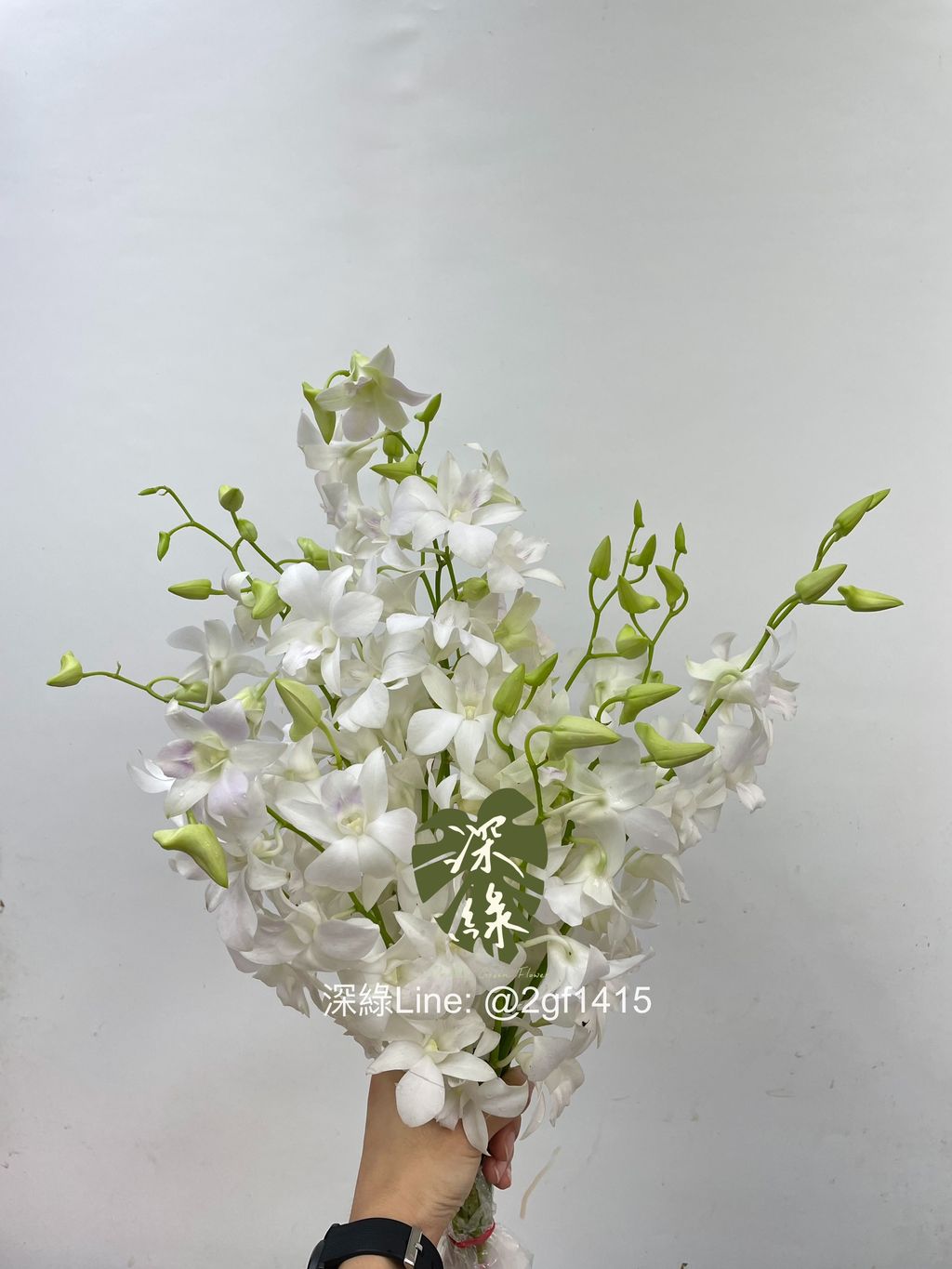 台灣白石斛蘭– 深綠花卉