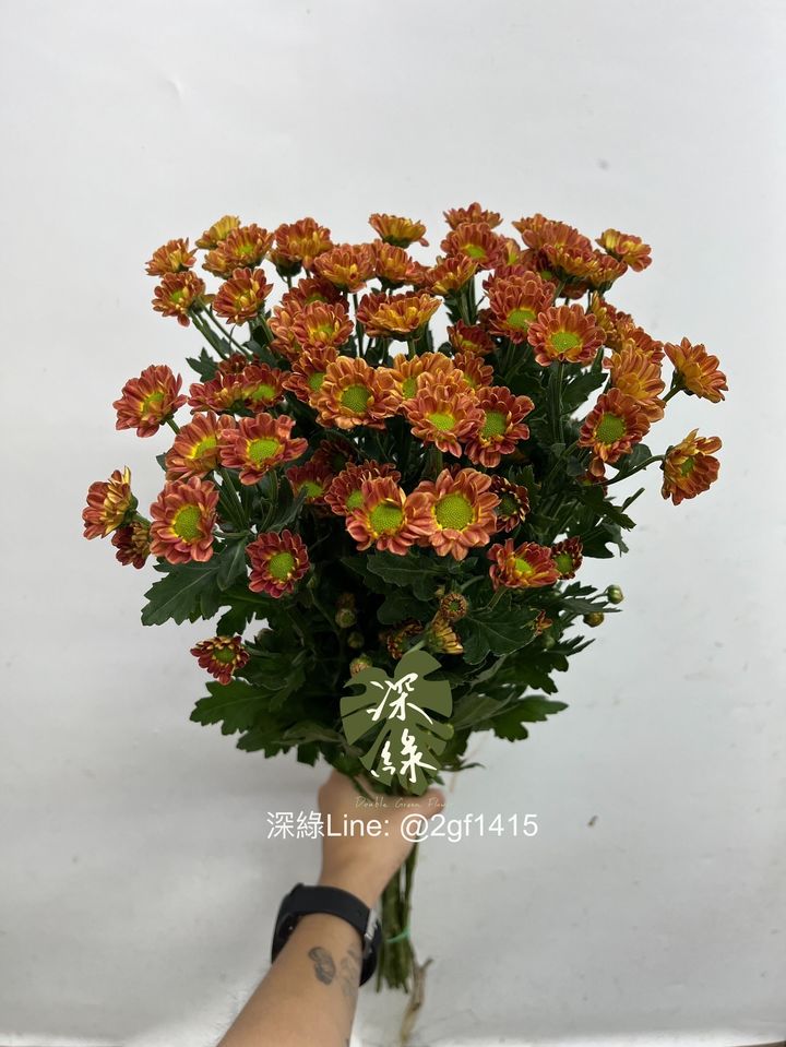IMG_0528-1728965532418