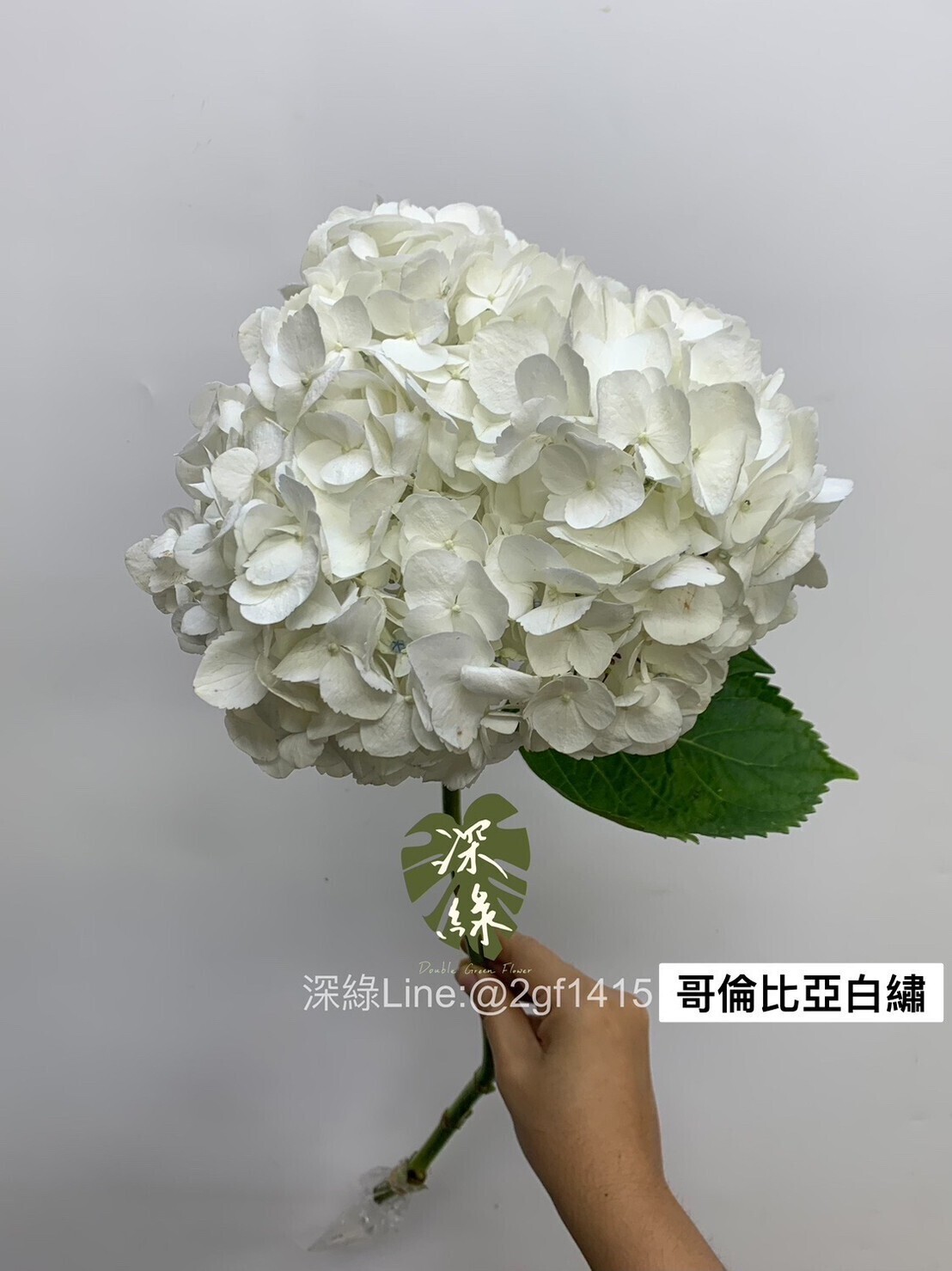 白色– 深綠花卉