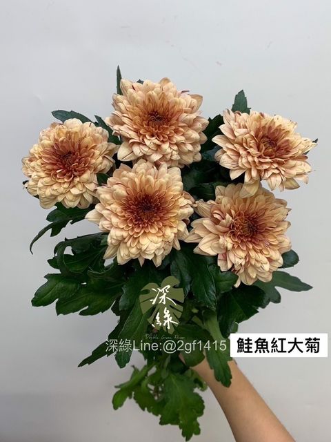 83BDCAD0-6E50-4830-A44C-EBFD438C8AA1