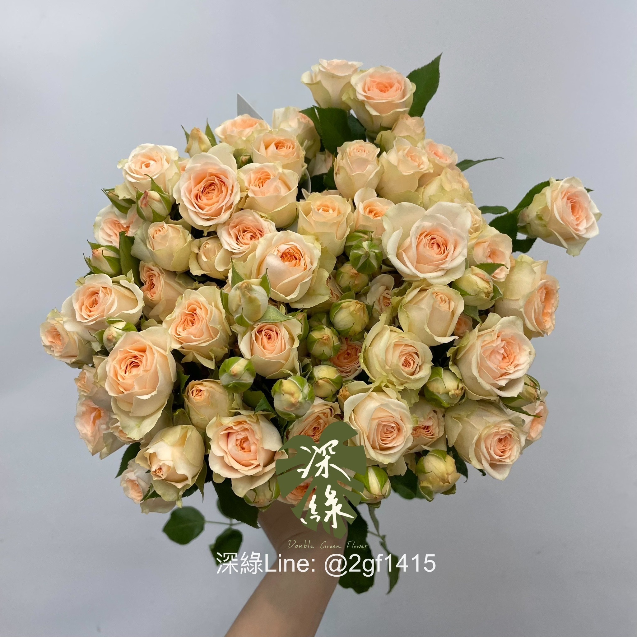 高雄] 肯亞桑賽爾小玫Sancerre 10支– 深綠花卉