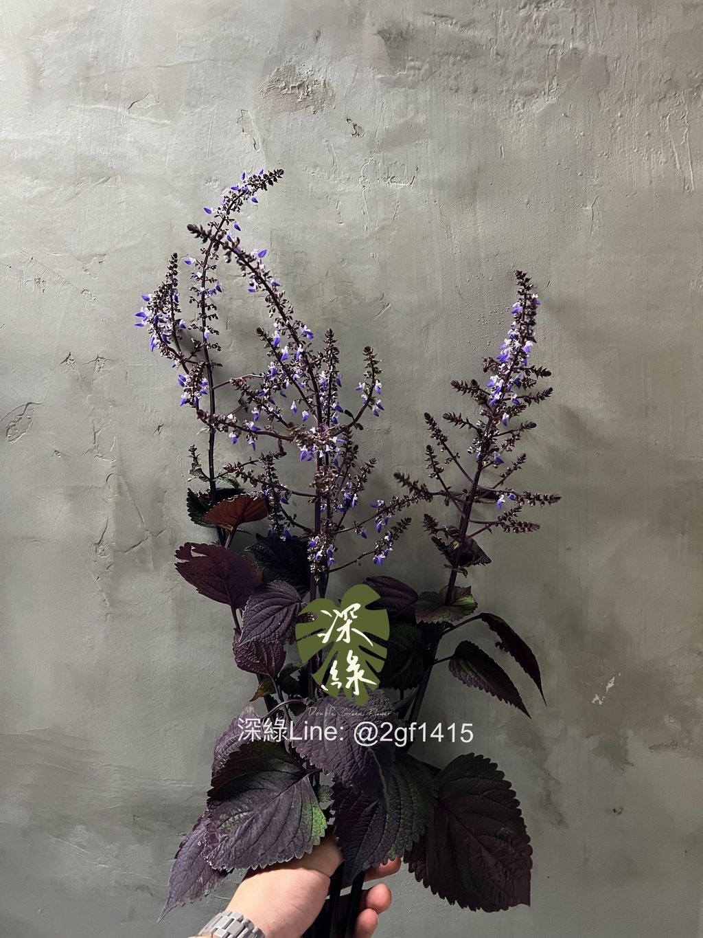 IMG_5275-1729410915827