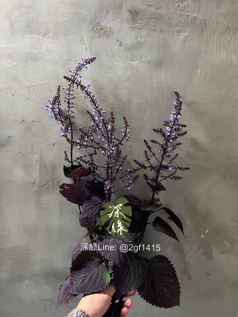 IMG_5275-1729410915827