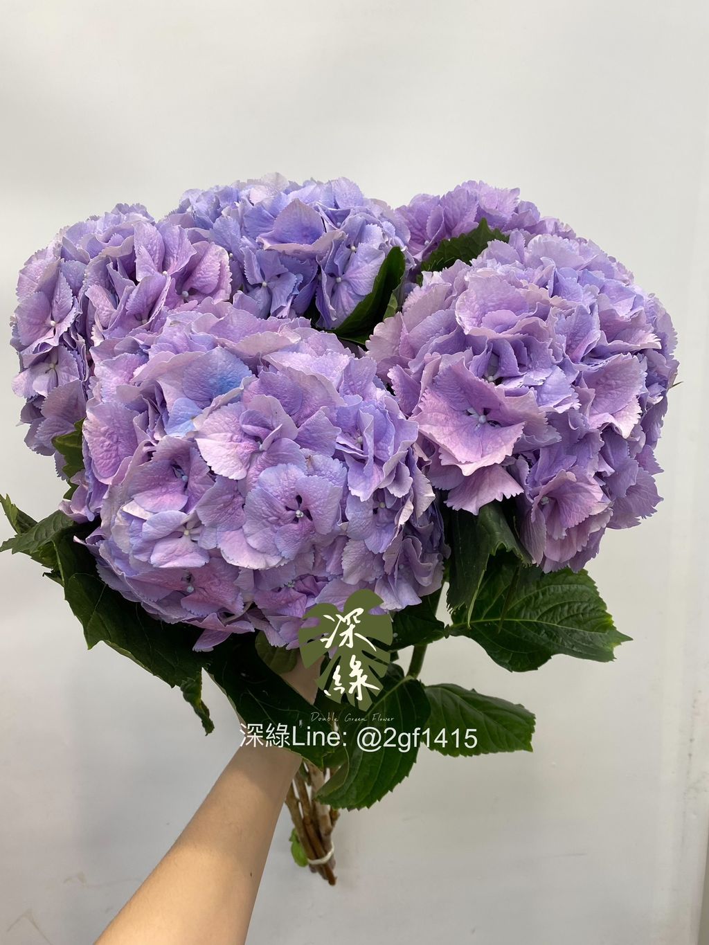 S__25985041