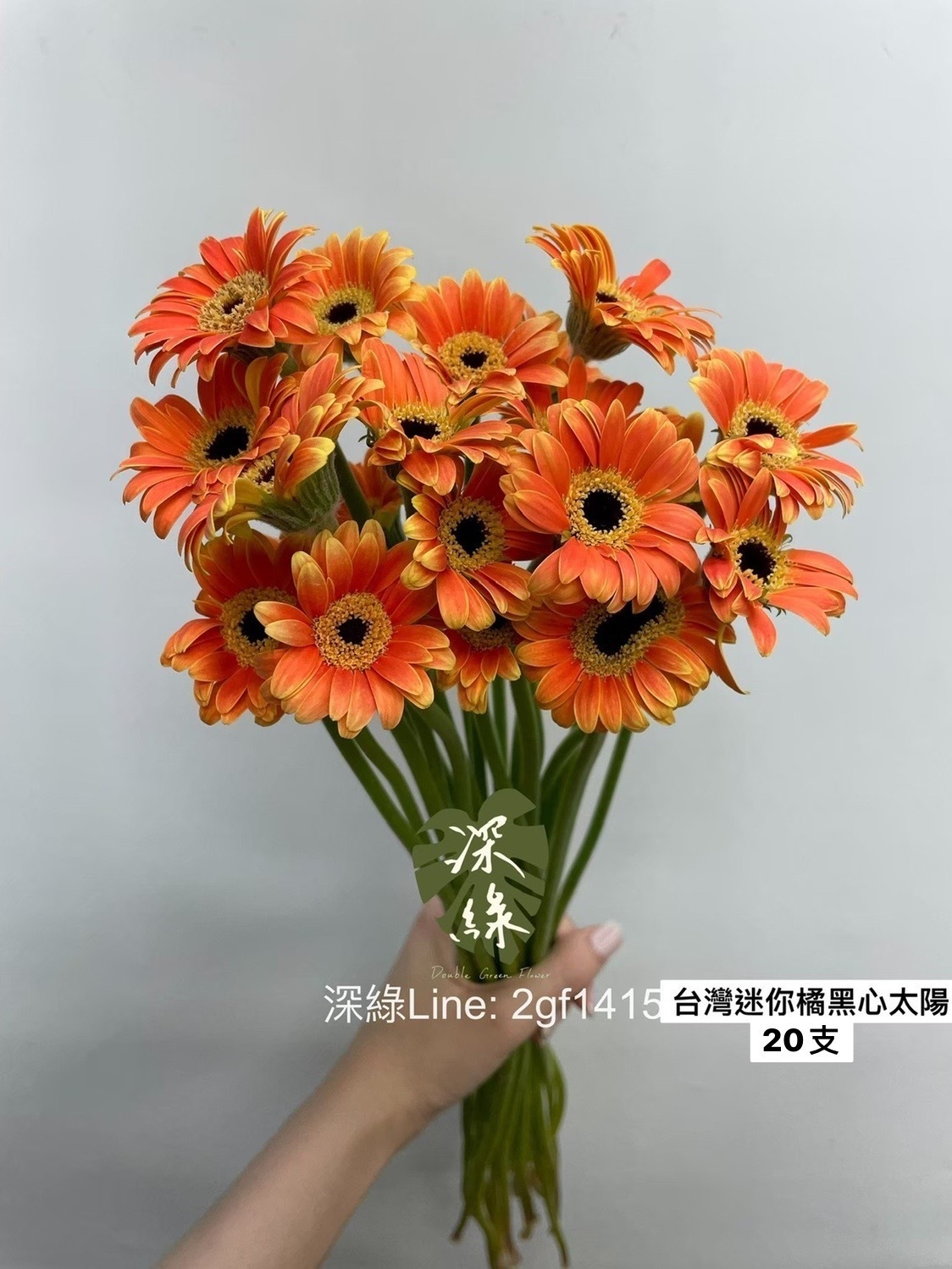 高雄] 台灣迷你太陽橘黑心20支– 深綠花卉