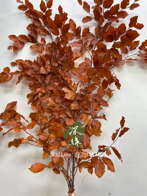 eZy Watermark_20-09-2024_12-11-16-9360下午-1726805954644